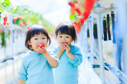 子供とイチゴ狩り 子供とイチゴ狩り