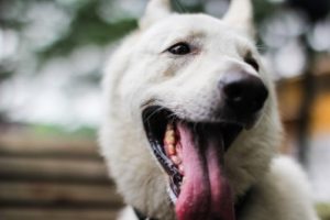 動物の歯のふしぎ～人間の歯と違う？～