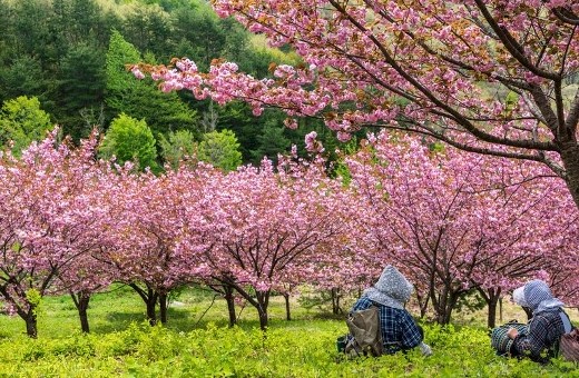 桜を見て休んでいるおばあちゃん